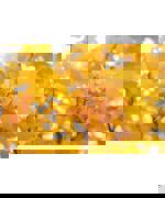 Close up of a yellow leaf