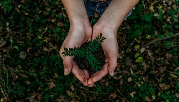 Hands holding a plant